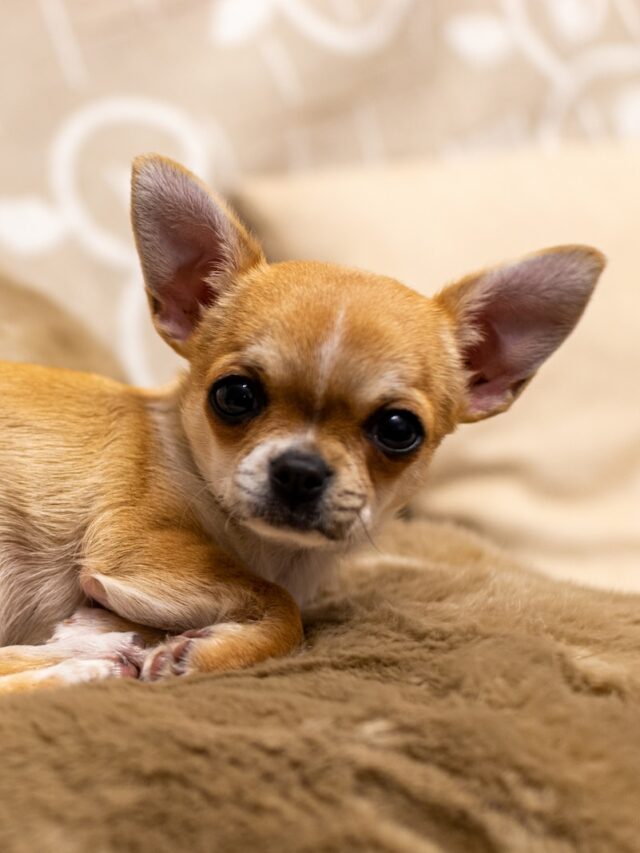 Health Problems In Chihuahuas