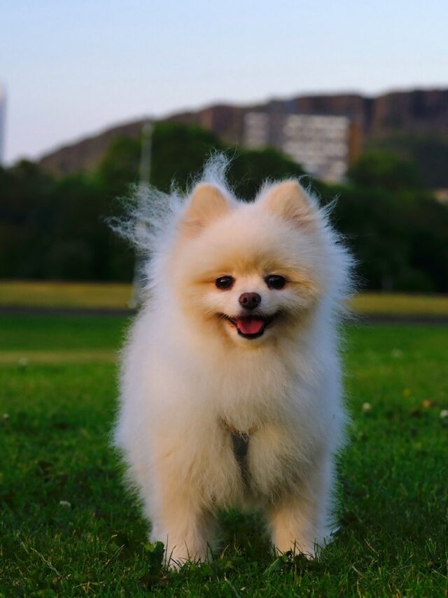 Common Health Issues In Pomeranians